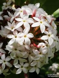 Image result for Acokanthera