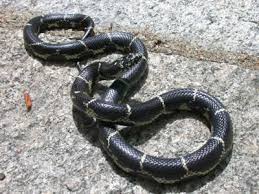 Maybe you would like to learn more about one of these? Species Profile Eastern Kingsnake Lampropeltis Getula Srel Herpetology