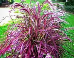 Fountain Grass Pennisetum Setaceum Red 20 200 Or 2000 Seeds Etsy In 2021 Purple Fountain Grass Fountain Grass Plants