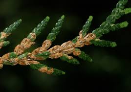 Image result for kabatina thujae