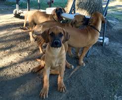 Black Mouth Mountain Cur Puppies For Sale 2025 | thundermountainline.com