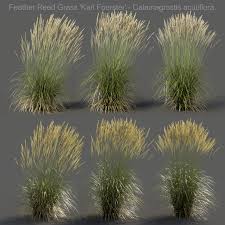 Feather Reed Grass Wind Animation 3dsmax Forest Pack Growfx In 2020 Feather Reed Grass Grass Animation