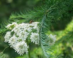 Image result for Heracleum