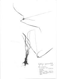 Image result for Kyllinga squamulata