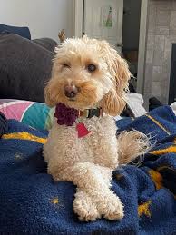 Anyone have youth sized crutches that would fit a 4'2" child that we could  borrow or buy? Local stores don't have any small enough, and since we only  need them for 2