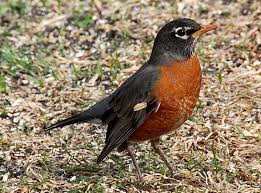 Robins begin breeding when they're about one year old and usually live for two years, though one wild robin. Out My Backdoor Winter Robins Department Of Natural Resources Division