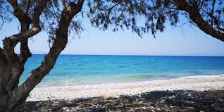 Image result for Sorindeia rhodesica