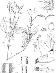 Image result for Isoglossa vulcanicola