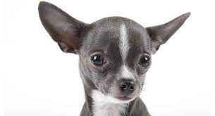 Conditions that show possibilities of down syndrome in dogs the chihuahua is a little dog which has an amazing personality. Chihuahua Lifespan How Long Do Chihuahuas Live