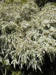 Image result for Wahlenbergia banksiana