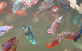Live crowntail betta splendens siamese male fighting fish for aquarium or fish tank. Baby Crowntail Betta Fish Vang Bettas