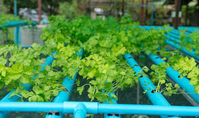 We did not find results for: Is Pvc Safe For Hydroponics Behind The Safety Of These Plastics