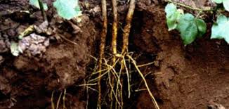 How does water get through roots? How Do Plants Absorb Water And Mineral Salts