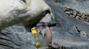 Amazing nature photos often feature awkward, hilarious or unbelievable moments. Prague Zoo Animals Cool Down With Sorbet In The Heat Abc News