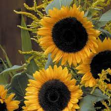 Sunflower Pictures National Garden Bureau Beautiful Photos In 2021 Flower Seeds Annual Flowers Sunflower Pictures