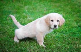 Train your puppy quickly & easily! How To Potty Train Your Puppy Hi Standard Dog Food