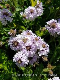 Image result for Verbena rigida
