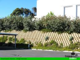 Image result for Brachylaena discolor