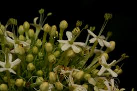 Image result for Clerodendrum pleiosciadium