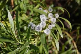 Image result for Scleria globonux