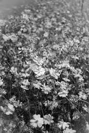 Unlike black flowers, white flowers are often used in marriage and other parties. Cosmos Flowers Field In Black And White Stock Image Colourbox