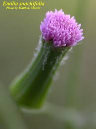 Image result for Emilia violacea