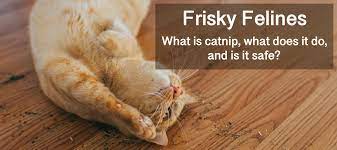 Catnip What S All The Fuss Purely Pet Supplies Ltd