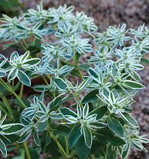 Image result for Euphorbia zambesiana