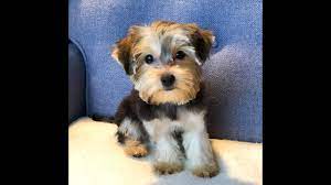 Between the 1980s and early 2000s, dozens of. Slater Is Our Yorkie Chon Male Puppy For Sale Youtube
