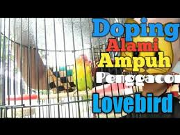 Lovebird konslet adalah sebutan untuk salah satu cara ngekek lovebird yang paling unik. Doping Alami Ampuh Penggacor Lovebird Youtube