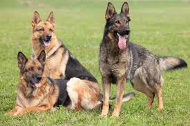 Check spelling or type a new query. Sable German Shepherd Interesting Facts You Did Not Know