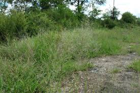 Image result for Eragrostis cylindriflora