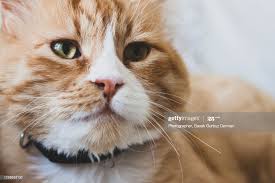 Sarman Kedi In 2020 Cat Photography Tabby Cat Orange Tabby Cats