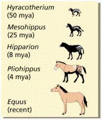 There are three mechanisms for such changes and the fourth mechanism. Descent With Modification A Darwinian View Of Life Schoolworkhelper