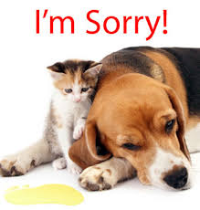 Addison Pet Stain Removal