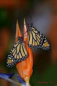 Mirada Natural Galeria Fotografica De Fotos De Mariposas Imagenes Hermosas Mariposa Monarca