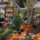Pumpkin Patch at Kerby s Nursery event image