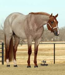 Vs Code Red Omg You Can Ask My Mom I Ve Loved Red Roans All My Life Yum Horses Western Pleasure Horses Quarter Horse