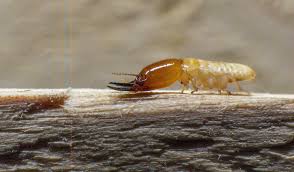 Book professional pest control services in delhi. Termites Info Termite Control Delhi