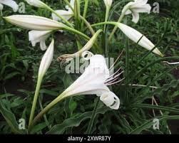 Image result for Crinum lugardiae