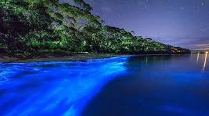 Bioluminescent Beach Puerto Rico Fajardo Laguna Grande Fajardo Puerto Rico Is A Tourist Hotspot The Plankton In This Region Put On Quite T Beaches In The World Bioluminescent Bay Beautiful Beaches