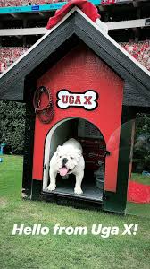 09 15 2018 Uga Bulldog Decor Bulldog Puppies English Bulldog Puppies