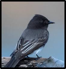 Blue Birds Of Central Oregon Black Birds Seen In North America Black Phoebe In 2020 Black Bird Pet Birds Animals Beautiful