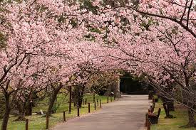 Elas vão de florestas subtropicais nas ilhas ryūkyū e ogasawara , a florestas decíduas temperadas em regiões de clima ameno das principais ilhas, florestas temperadas de coníferas nas porções frias das. Los Cerezos En Flor Del Jardin Japones De Buenos Aires