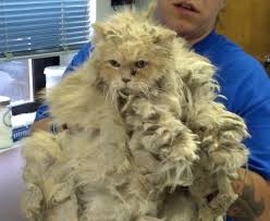 The cat hair closest to the body will start to get small tangles forming from little bits of grit and dirt along with excessive oils in the fur building up. Seeing Matts And Pelts From A Cat S Perspective Katzenworld