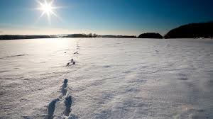 Anhand der folgenden bilder können wir die tierspuren unterscheiden. Spuren Im Schnee Erkennen Sie Diese Tierspuren Bayern 1 Radio Br De