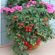 Tomato Seeds Grow Your Own Tomatoes Kings Seeds A Leading Supplier Of Vegetable Seeds In Essex Uk Grow Your Own Vegetable Seeds Kingsseeds Com