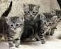Miribu Cattery American Shorthair Kittens & Cats