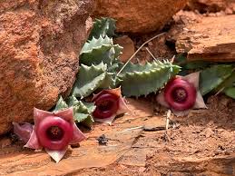Image result for Huernia levyi