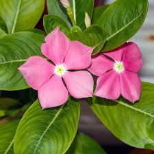 Image result for Catharanthus roseus